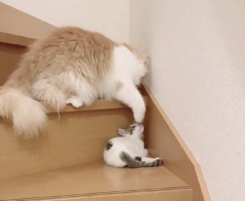 控えめで優しい