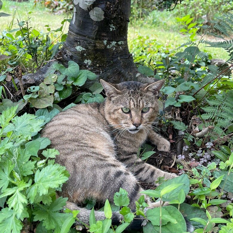 庭の草むらでまったりしている様子