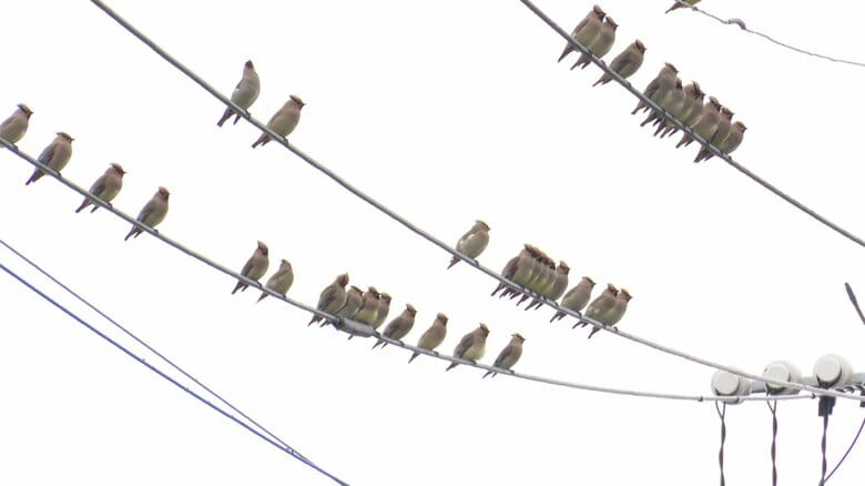 見よ！60羽の群れ！