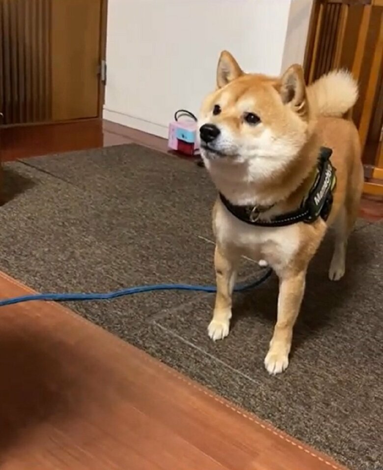 まっすぐに見つめてくる豆千代くんの姿があった