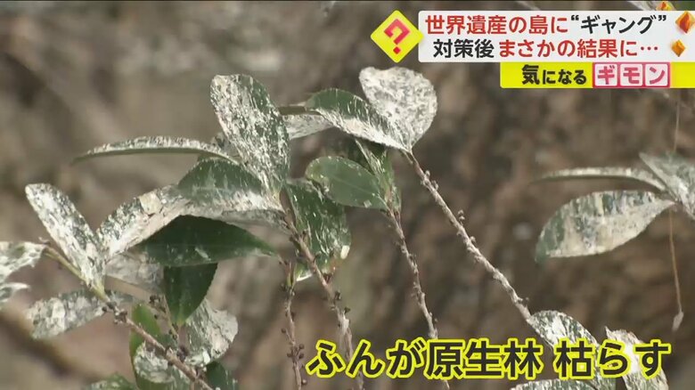 カワウの酸性のフンで荒らされた原生林。葉が白くなっている