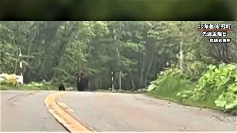 執拗に車に向かってくるクマ