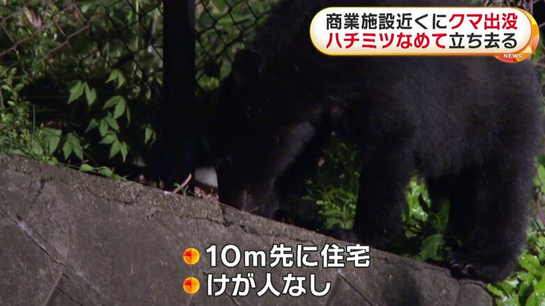 ハチミツをなめるクマ