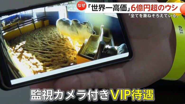 監視カメラがつくなどVIP待遇の真っ白なメスのウシ