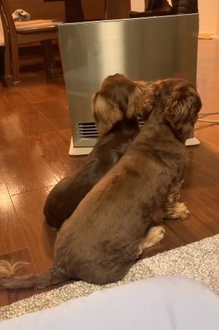 ストーブの前はルクちゃんが独占？