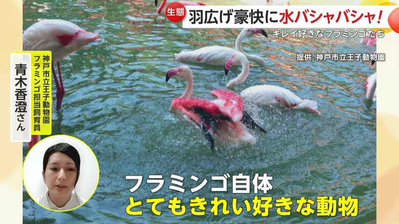 ｢フラミンゴ自体とてもきれい好きな動物」だと話すフラミンゴ担当飼育員の青木香澄さん