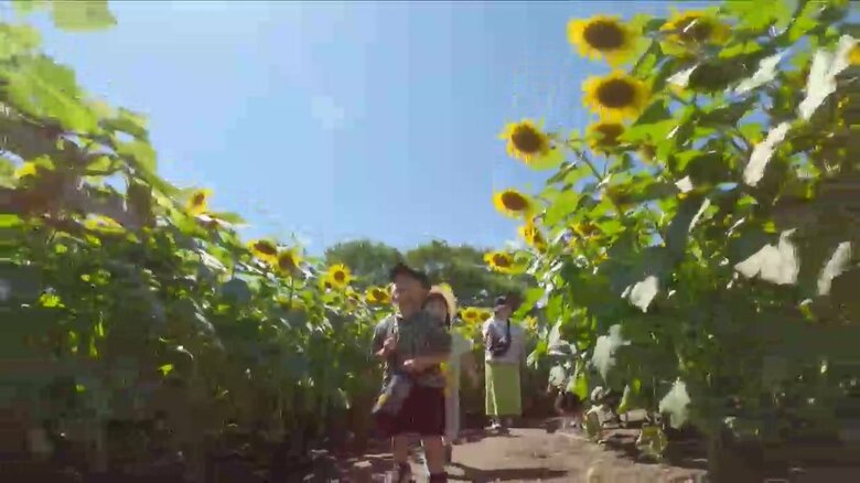 ヒマワリの迷路（煙山ひまわりパーク）