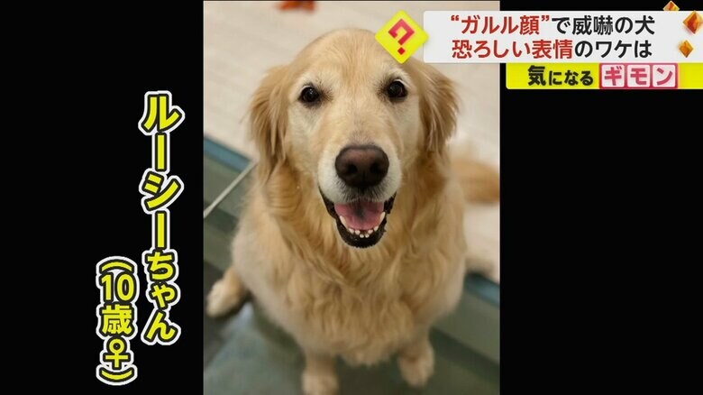 （Lucy&Robin GRさん）