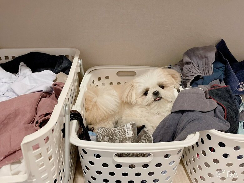 洗ってほしいの？