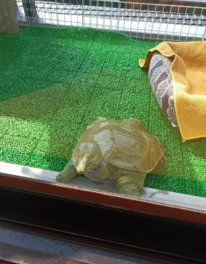 日光浴中のさんちゃん