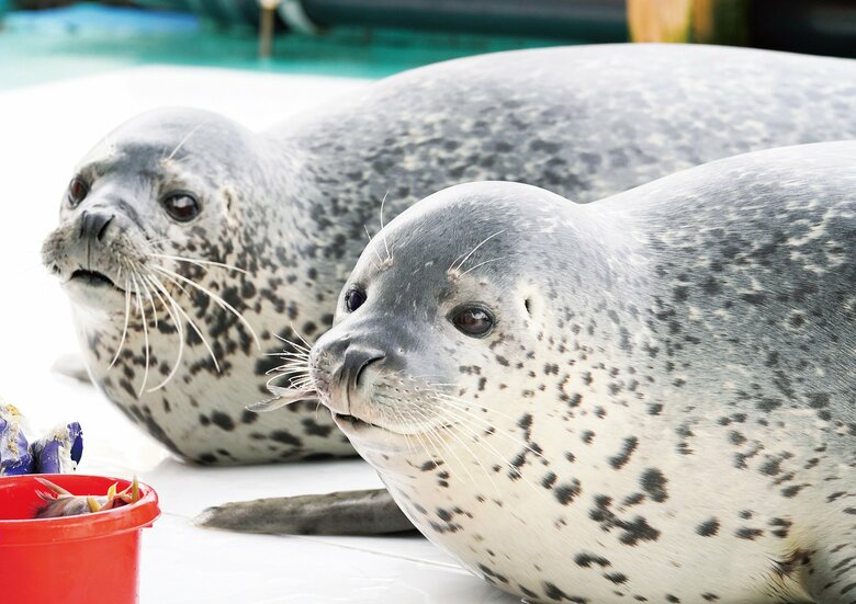 「オホーツクとっかりセンター」にいるアザラシ（『アザラシまるごとBOOK』より）