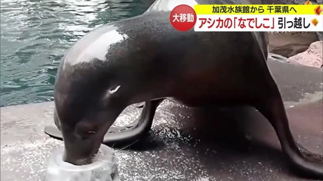 水族館での「なでしこ」