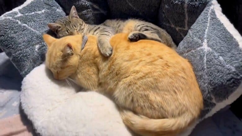 寄り添いあう2匹