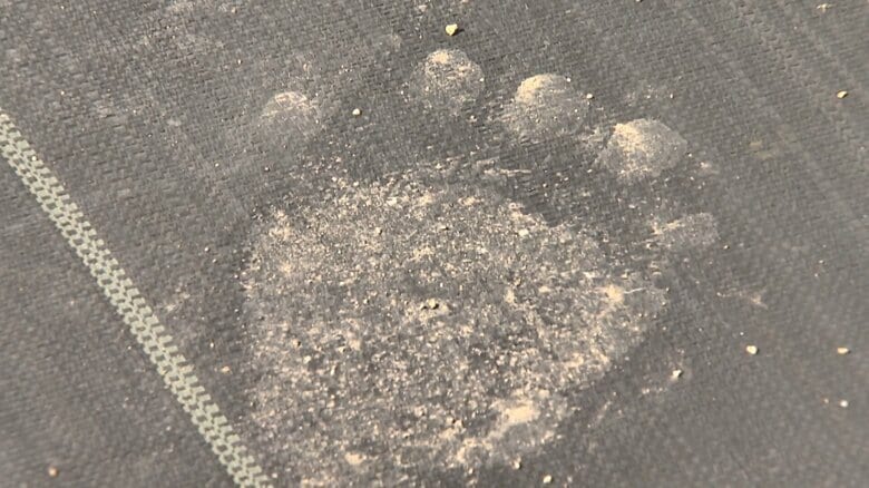 出没相次ぐ…クマの足跡