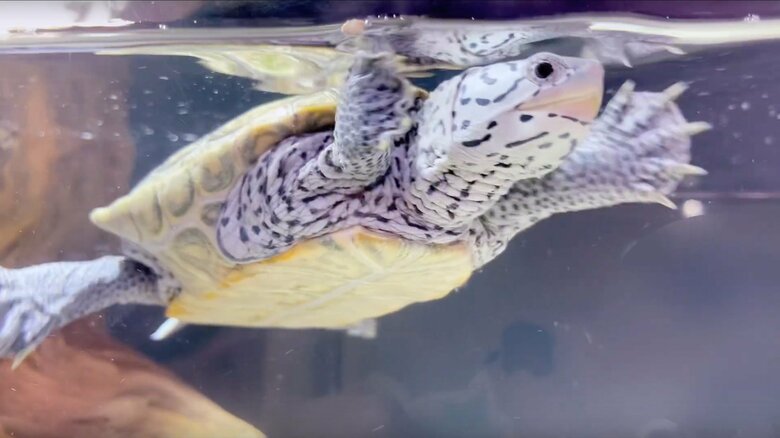 水族館ではさまざまなカメを飼育。こちらは通称「ダイヤモンドガメ」