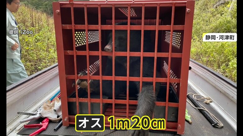 絶滅したと考えられていた場所で見つかった体長1m20cmのクマ