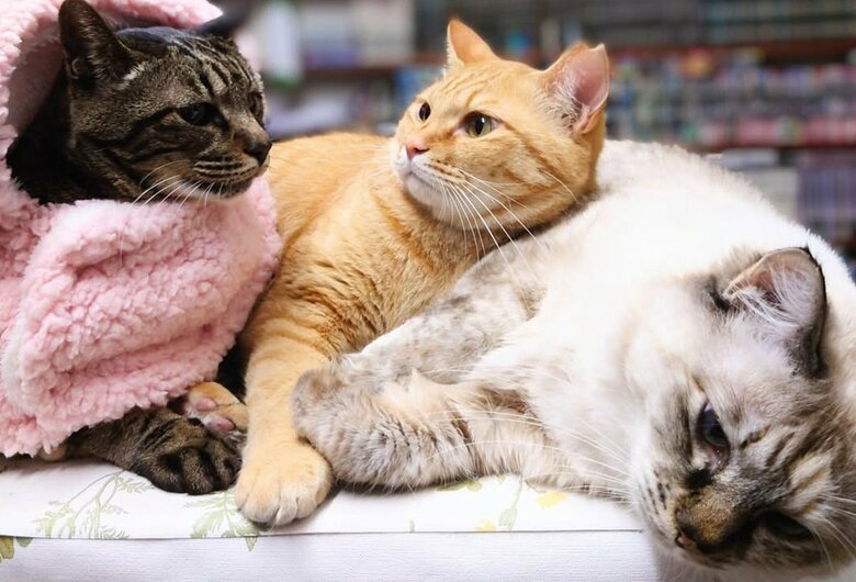 猫との出会いが吉谷さんの人生を変えた