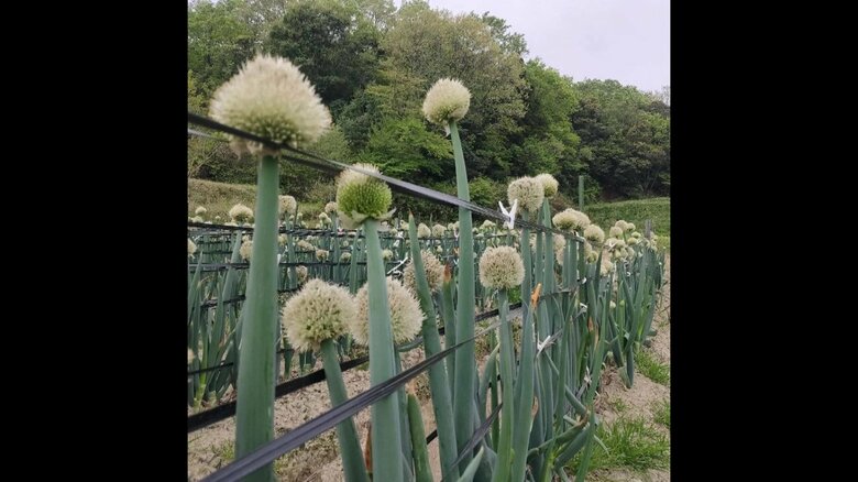 白ネギの種「ネギ坊主」