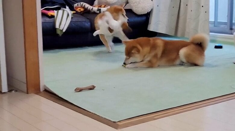 当てられても素知らぬ様子のこむぎくん