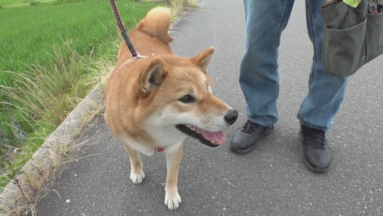 男性が連れていた犬