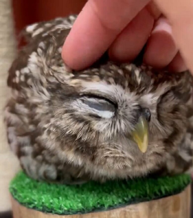 なでなでされて気持ちよさそう