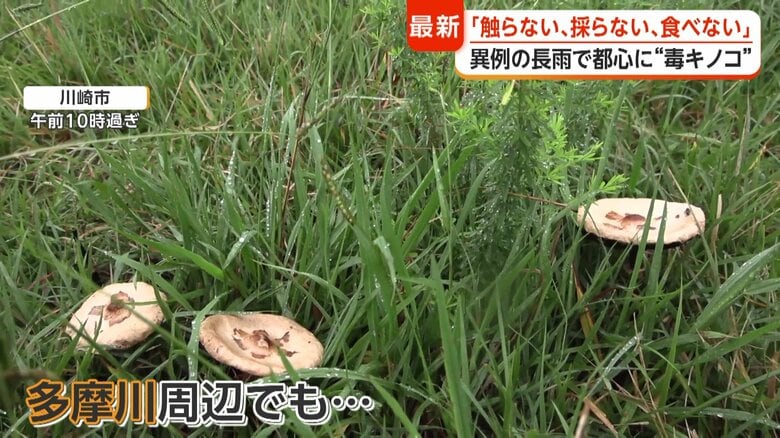 多摩川周辺でも、「オオシロカラカサタケ」を確認