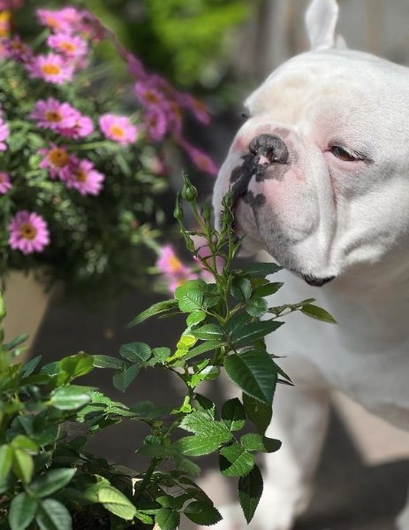 提供：こぶしさん