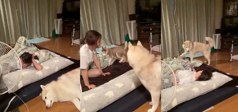 飼い主の髪をかむイチくんを注意するココちゃん（提供：ココとイチのままちゃん）