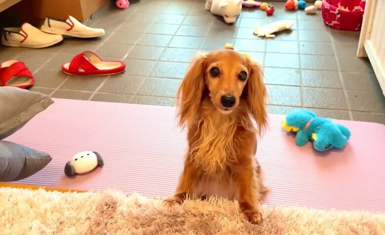 うるうるした瞳で反省している？