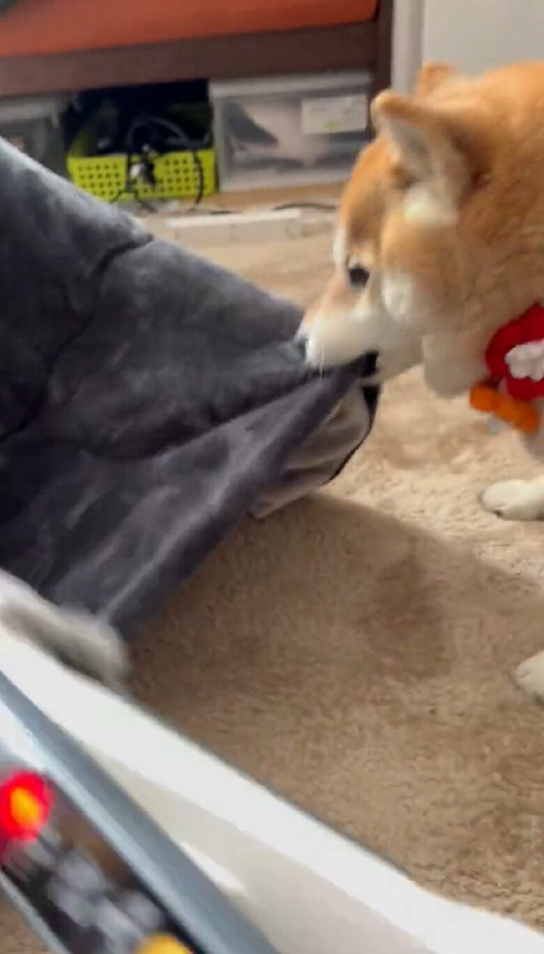 掃除機からこたつ布団を引き離す