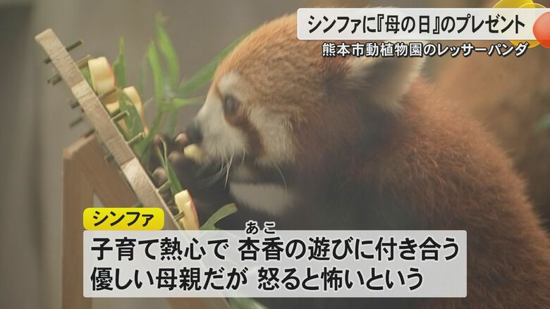 リンゴを食べるシンファ