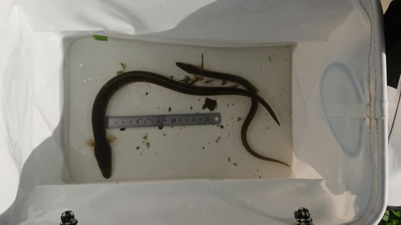 提供：北大 岸田研究室 村松 寛太氏