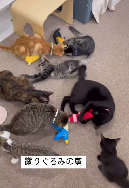 蹴りぐるみに夢中な猫たち