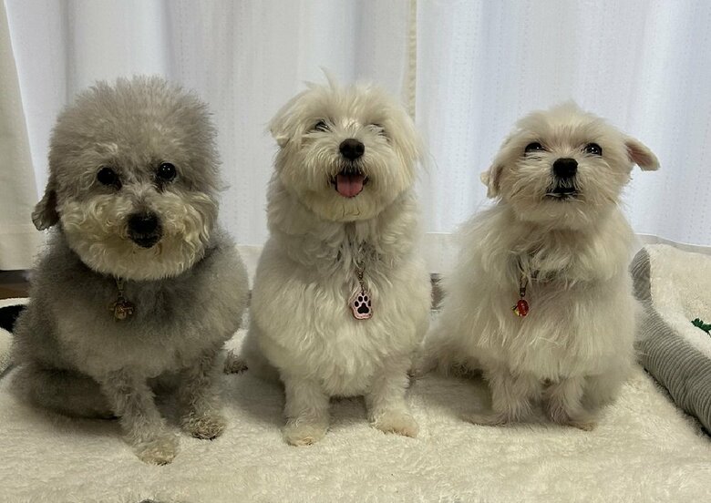 左からココちゃん、ひまわりさん、ハルくん