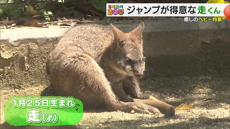 1月25日生まれのパルマワラビー・走（そう）くん