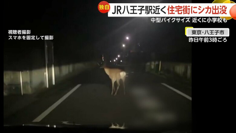 夜の住宅街を軽やかに駆け回るシカの様子①