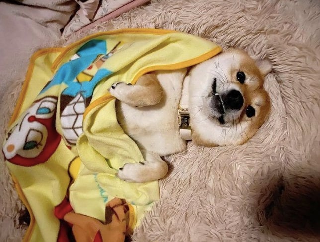 提供：shiba_mugi_さん