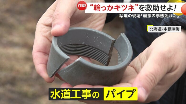 キツネの首がはまっていた工事用のパイプ
