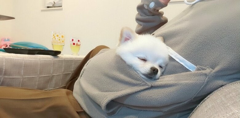 飼い主さんのそばは安心できるよう