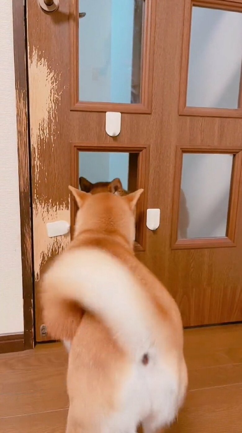 ムックくんが通ろうとするも…