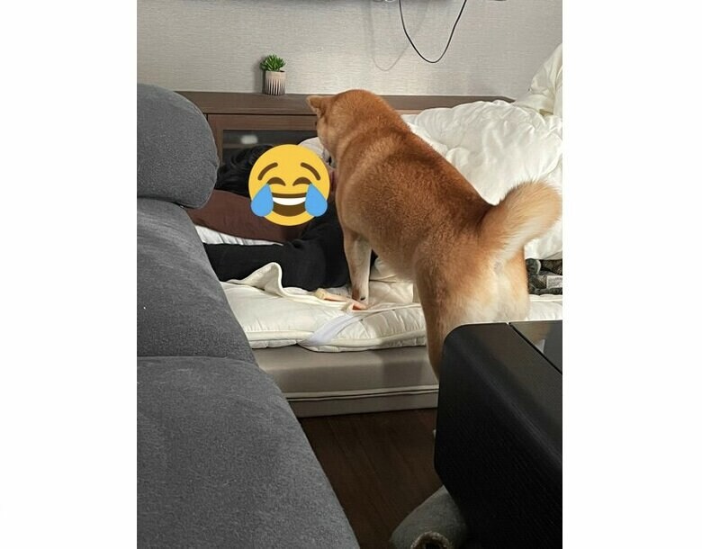提供：赤柴いちさん