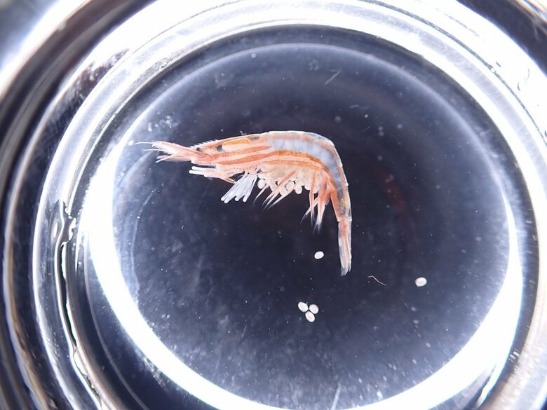 トリノアシヤドリエビ　卵を抱えたメス（提供：サンシャイン水族館）