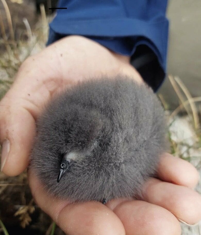 ウミツバメのひな