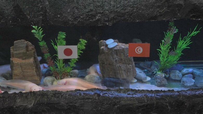 チュニジア戦は…日本にたくさん集まる