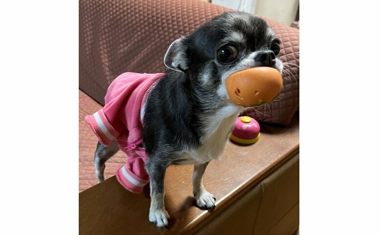 大好きなボールとこつぶちゃん