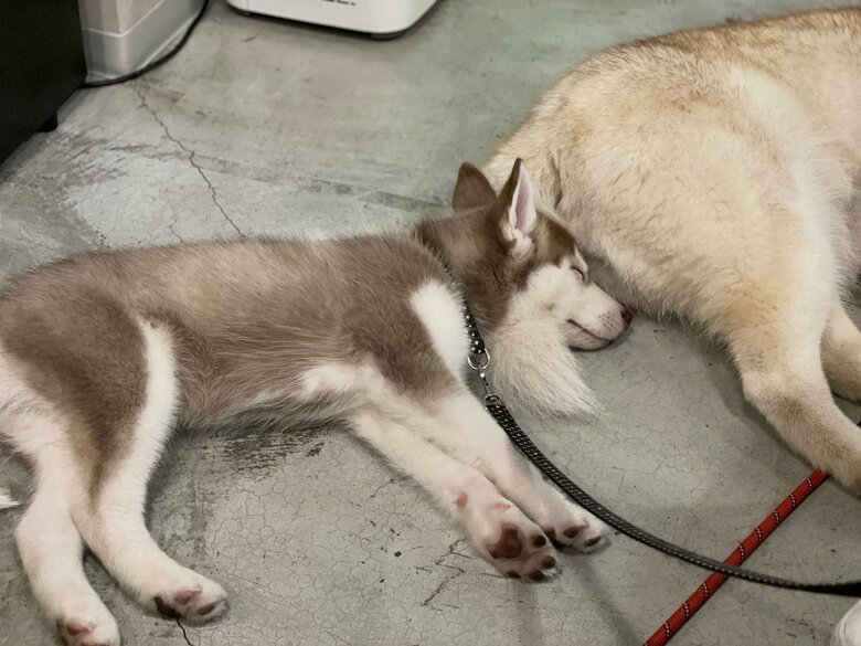 すやすや眠るイチくん（提供：ココとイチのままちゃん）