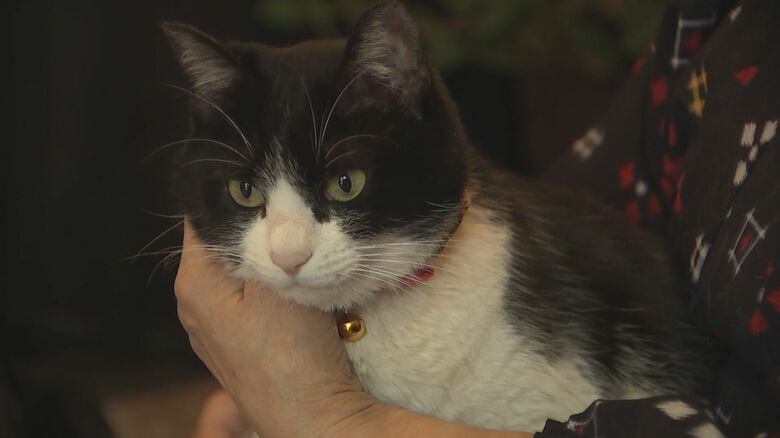 看板猫「かぼす」