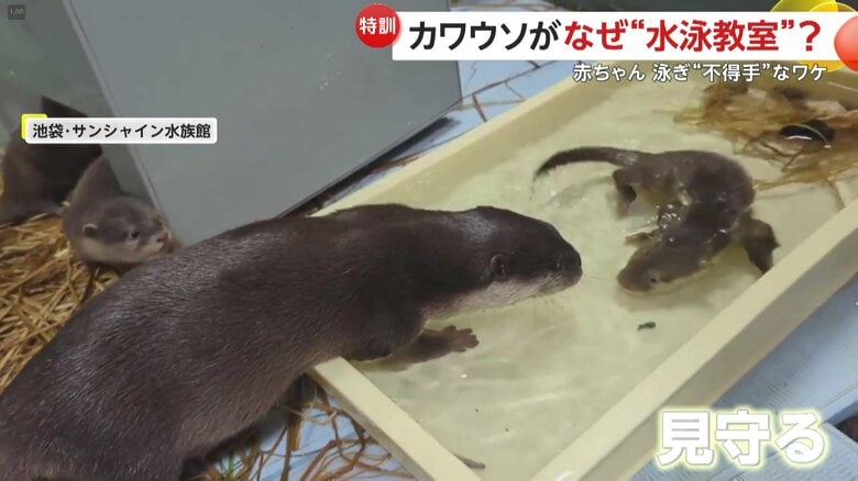 潜る練習をするコツメカワウソ（映像提供：サンシャイン水族館）
