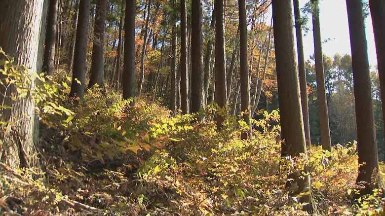 キノコ採りをしていた男性がクマに襲われる（長野県大町市平地区　11月3日）