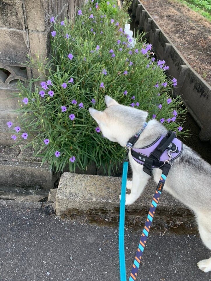 散歩中の様子（提供：misaさん）